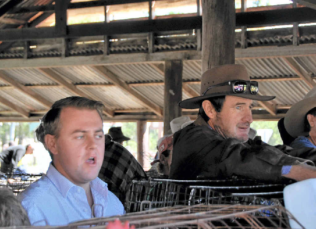 Magic Millions junior auctioneer James Dawson (left) hones his craft at yesterday’s Pig and Calf Sale. Magic Millions junior auctioneer James Dawson (left) hones his craft at yesterday’s Pig and Calf Sale.